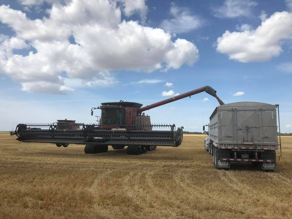 Harvesting Machine poring the wheet to the truck